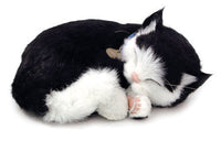 BLACK & WHITE SHORTHAIR KITTEN