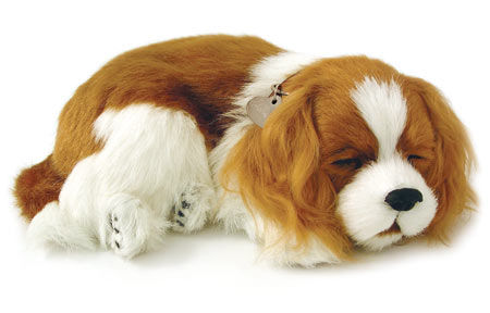 CAVALIER KING CHARLES