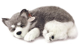 ALASKAN HUSKY PUPPY