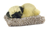 PUG PUPPY