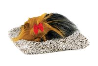 YORKIE PUPPY