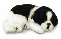 BORDER COLLIE PUPPY